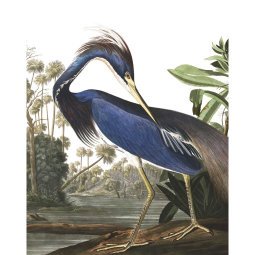 Louisiana Heron behangpaneel 142x180